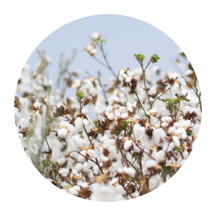 Organic cotton Organic cotton